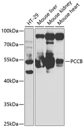 Anti-PCCB antibody used in Western Blot (WB). GTX33390