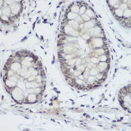 Anti-PLZF antibody used in IHC (Paraffin sections) (IHC-P). GTX33417