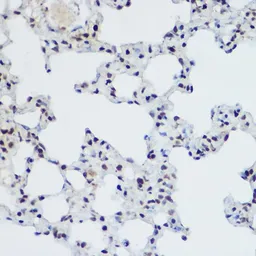 Anti-PLZF antibody used in IHC (Paraffin sections) (IHC-P). GTX33417