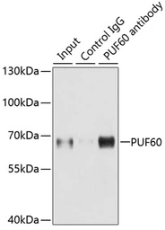 Anti-PUF60 antibody used in Immunoprecipitation (IP). GTX33446