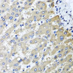Anti-RBP2 antibody used in IHC (Paraffin sections) (IHC-P). GTX33462