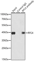 Anti-RFC4 antibody used in Immunoprecipitation (IP). GTX33465