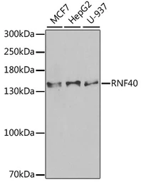 Anti-RNF40 antibody used in Western Blot (WB). GTX33467