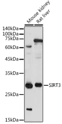 Anti-SIRT3 antibody used in Western Blot (WB). GTX33499