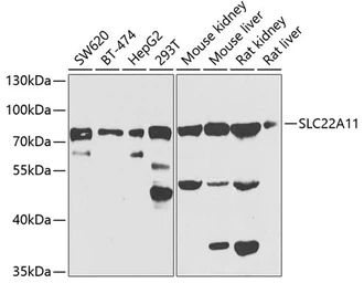 Anti-SLC22A11 antibody used in Western Blot (WB). GTX33503