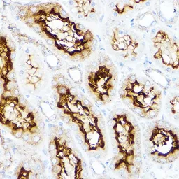 Anti-SLC3A1 antibody used in IHC (Paraffin sections) (IHC-P). GTX33506