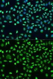 Anti-STAU2 antibody used in Immunocytochemistry/ Immunofluorescence (ICC/IF). GTX33526
