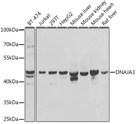 Anti-TID1 antibody used in Western Blot (WB). GTX33546