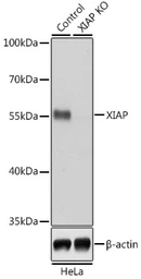 Anti-XIAP antibody used in Western Blot (WB). GTX33586