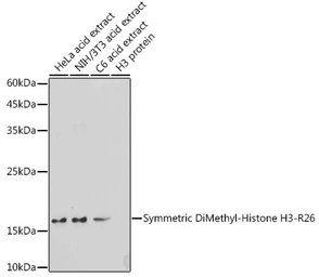 Anti-Histone H3R26me2 (Symmetric Di-methyl Arg26) antibody used in Western Blot (WB). GTX33908
