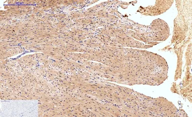 Anti-HAO1 antibody [Mix] used in IHC (Paraffin sections) (IHC-P). GTX33987