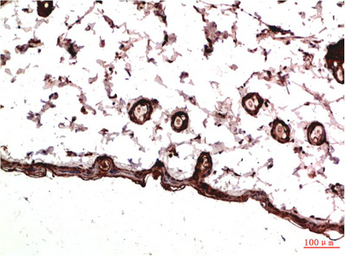 Anti-PDGF Receptor alpha antibody [7A3] used in IHC (Paraffin sections) (IHC-P). GTX34117