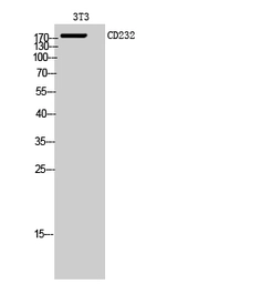 Anti-Plexin C1 antibody used in Western Blot (WB). GTX34127