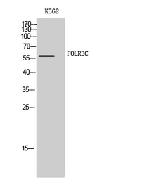 Anti-RPC62 antibody used in Western Blot (WB). GTX34130