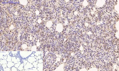 Anti-Cyclophilin B antibody [2B10] used in IHC (Paraffin sections) (IHC-P). GTX34135