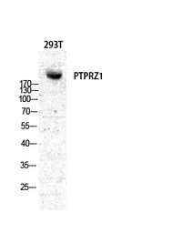 Anti-PTP zeta / Phosphacan antibody used in Western Blot (WB). GTX34153