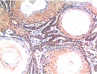 Anti-Caspase 3 antibody [5H10] used in IHC (Paraffin sections) (IHC-P). GTX34166