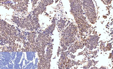 Anti-Caspase 8 antibody [2G12] used in IHC (Paraffin sections) (IHC-P). GTX34167