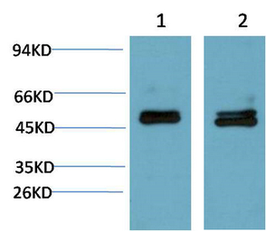 Anti-SMAD3 antibody [4C9] used in Western Blot (WB). GTX34210