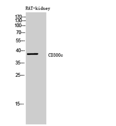 Anti-CD300C antibody used in Western Blot (WB). GTX34213