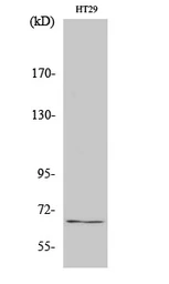 Anti-TAF5L antibody used in Western Blot (WB). GTX34248