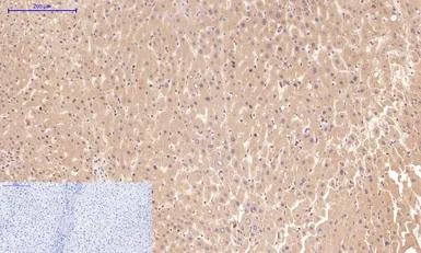 Anti-Cystatin C antibody [7F11] used in IHC (Paraffin sections) (IHC-P). GTX34334