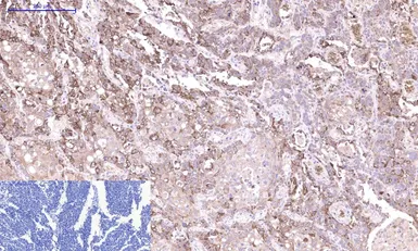 Anti-Cystatin C antibody [7F11] used in IHC (Paraffin sections) (IHC-P). GTX34334
