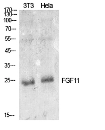 Anti-FGF11 antibody used in Western Blot (WB). GTX34375