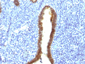 Anti-ASRGL1 antibody [CRASH/1289] used in IHC (Paraffin sections) (IHC-P). GTX34417