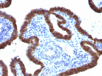 Anti-ASRGL1 antibody [CRASH/1289] used in IHC (Paraffin sections) (IHC-P). GTX34417
