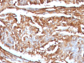 Anti-beta 2 Microglobulin antibody [B2M/961] used in IHC (Paraffin sections) (IHC-P). GTX34437