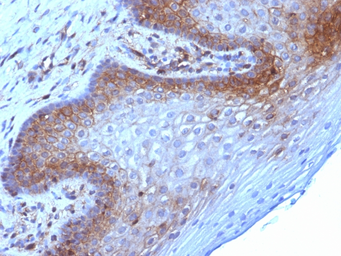 Anti-beta 2 Microglobulin antibody [B2M/961] used in IHC (Paraffin sections) (IHC-P). GTX34437