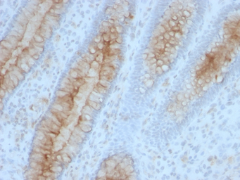 Anti-beta 2 Microglobulin antibody [B2M/961] used in IHC (Paraffin sections) (IHC-P). GTX34437