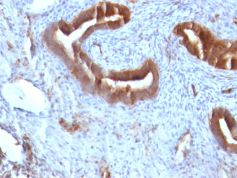 Anti-beta 2 Microglobulin antibody [B2M/961] used in IHC (Paraffin sections) (IHC-P). GTX34437