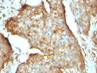 Anti-beta 2 Microglobulin antibody [B2M/961] used in IHC (Paraffin sections) (IHC-P). GTX34437