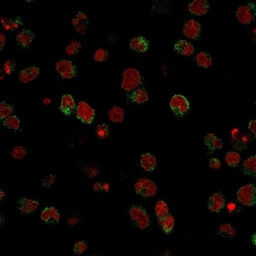 Anti-SSEA-1 / CD15 antibody [SPM490] used in Immunocytochemistry/ Immunofluorescence (ICC/IF). GTX34465