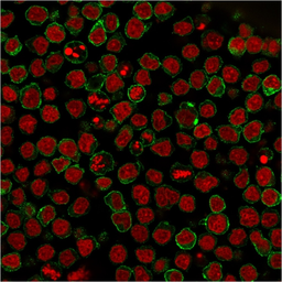 Anti-CD22 antibody [BLCAM/1795] used in Immunocytochemistry/ Immunofluorescence (ICC/IF). GTX34478