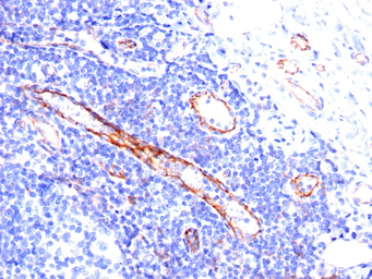 Anti-CD31 antibody [C31.3] used in IHC (Paraffin sections) (IHC-P). GTX34490