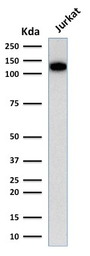 Anti-CD31 antibody [C31.3] used in Western Blot (WB). GTX34490