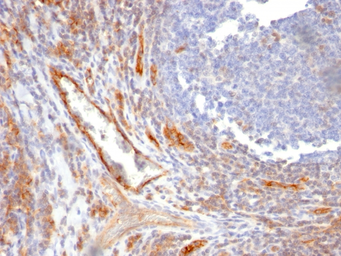 Anti-CD31 antibody [C31.10] used in IHC (Paraffin sections) (IHC-P). GTX34493
