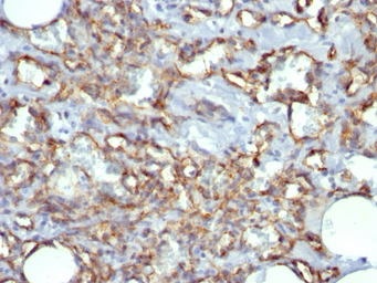 Anti-CD31 antibody [JC70A] used in IHC (Paraffin sections) (IHC-P). GTX34495