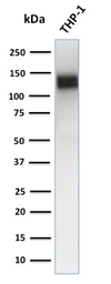 Anti-CD31 antibody [JC70A] used in Western Blot (WB). GTX34495