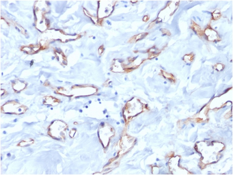 Anti-CD34 antibody [QBEnd/10] used in IHC (Paraffin sections) (IHC-P). GTX34497