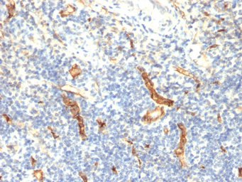 Anti-CD34 antibody [HPCA1/1171] used in IHC (Paraffin sections) (IHC-P). GTX34500