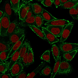 Anti-CD44 antibody [HCAM/918] used in Immunocytochemistry/ Immunofluorescence (ICC/IF). GTX34516