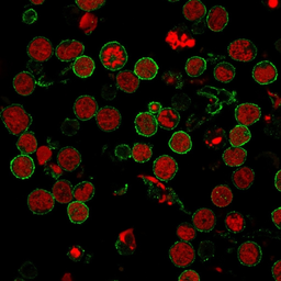 Anti-CD6 antibody [3F7B5] used in Immunocytochemistry/ Immunofluorescence (ICC/IF). GTX34535