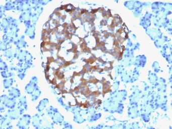 Anti-Chromogranin A antibody [CHGA/765] used in IHC (Paraffin sections) (IHC-P). GTX34597