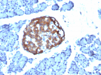 Anti-Chromogranin A antibody [CHGA/798] used in IHC (Paraffin sections) (IHC-P). GTX34599