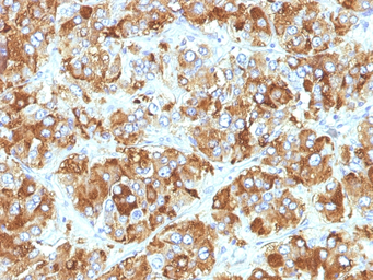 Anti-Chromogranin A antibody [CHGA/798] used in IHC (Paraffin sections) (IHC-P). GTX34599