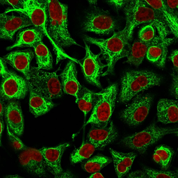 Anti-Cytokeratin 14 antibody [LL002] used in Immunocytochemistry/ Immunofluorescence (ICC/IF). GTX34631